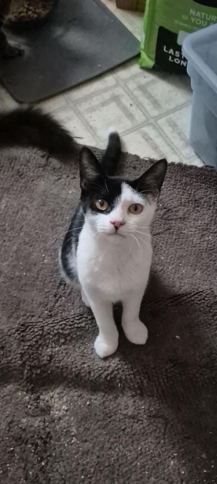 Taffey, Domestic Short Hair