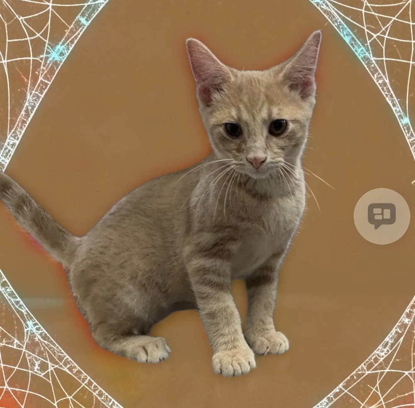 Lolly - Domestic Short Hair