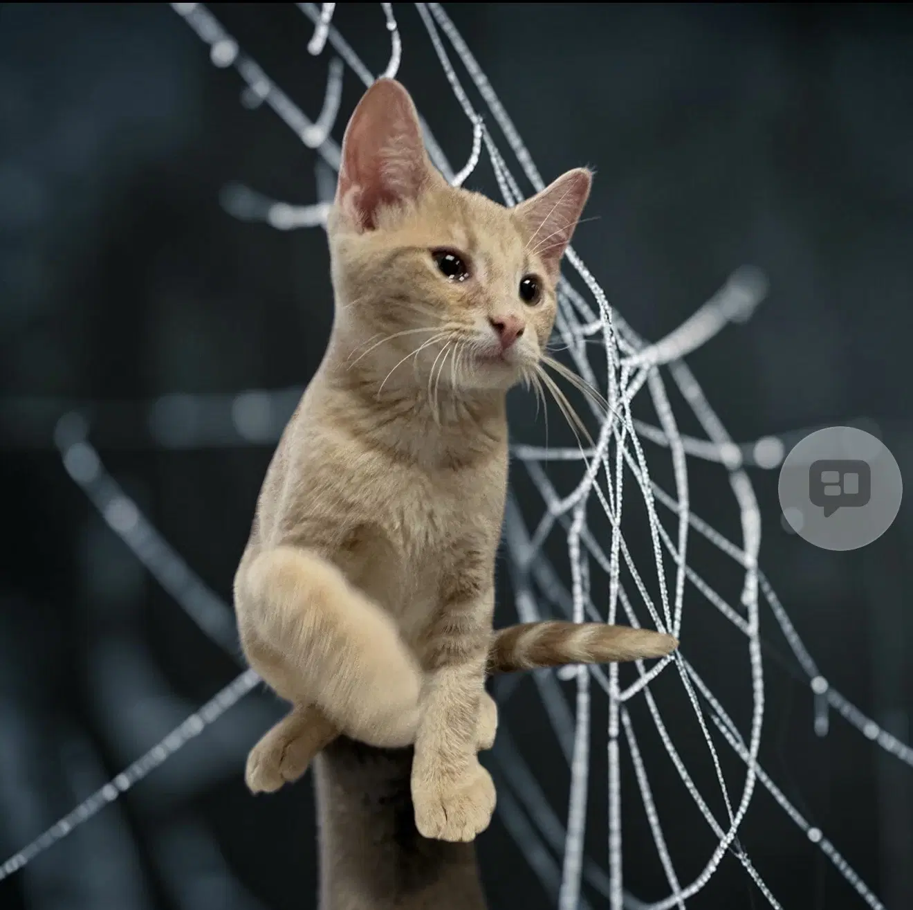 Edward - Domestic Short Hair