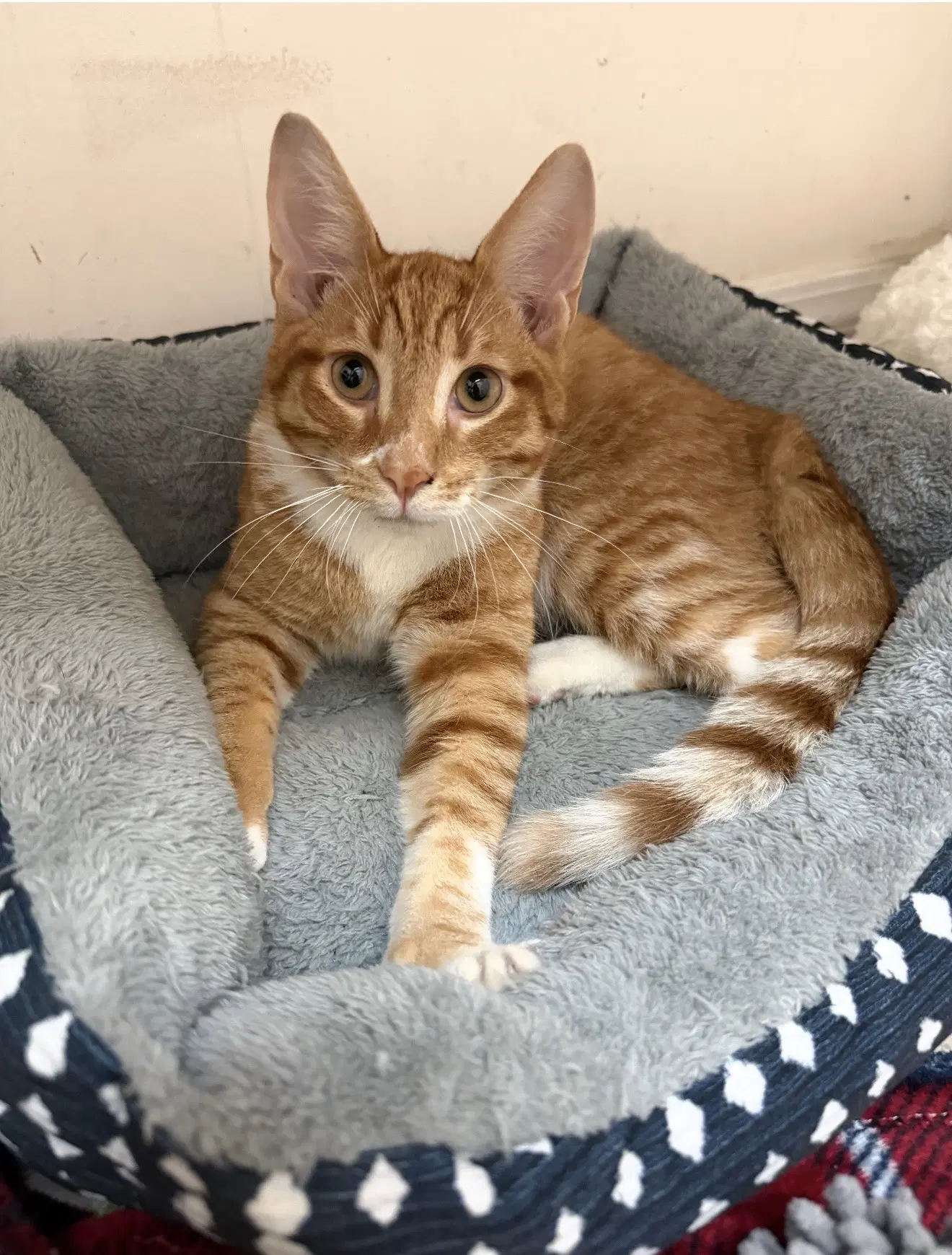 Jesse - Domestic Short Hair