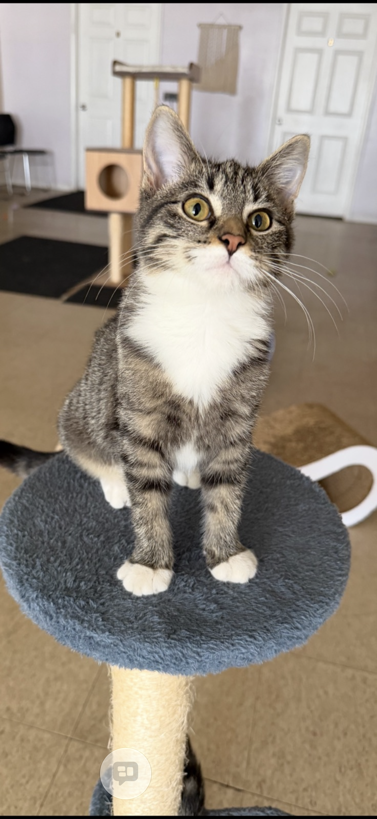 Rita (must be adopted with Jennifer)