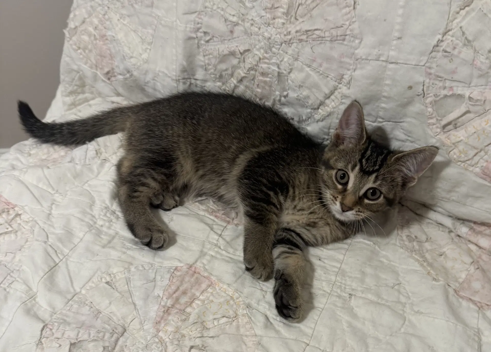 Dolly - Domestic Short Hair