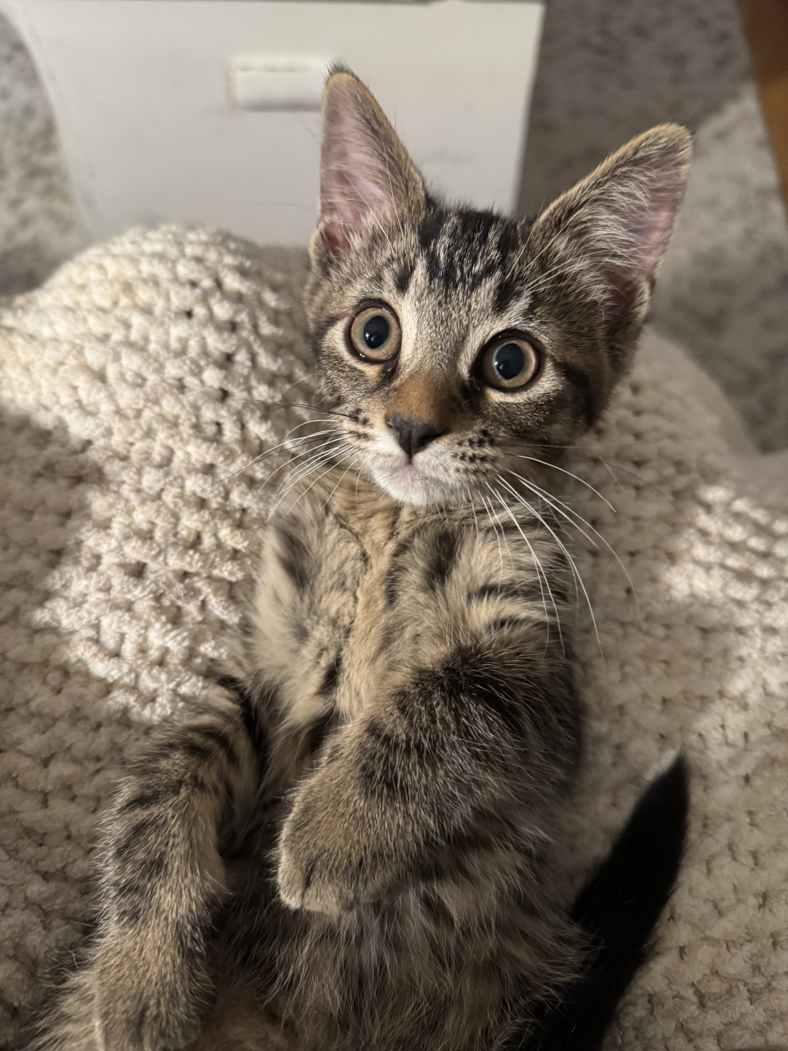 Scout, photo 2