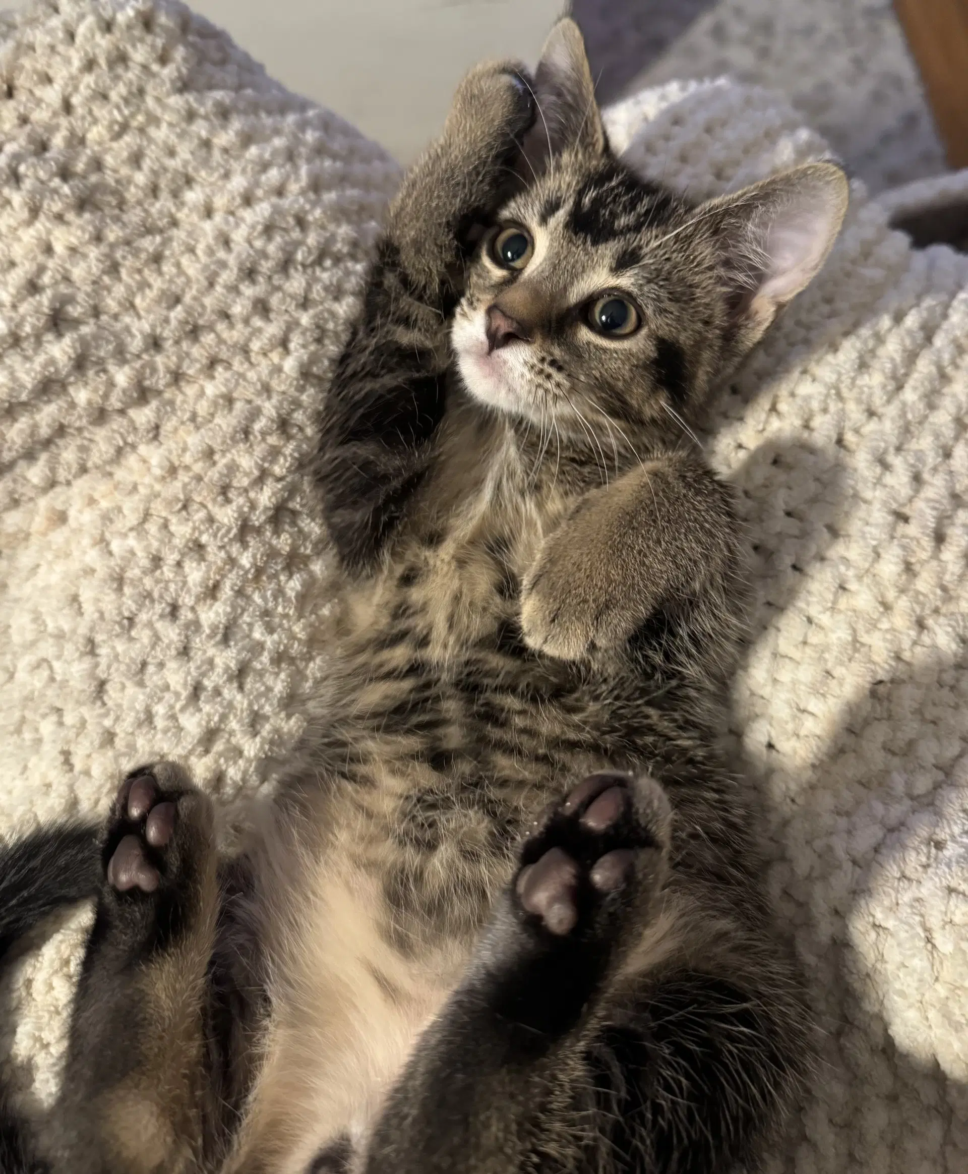 Chip Chippy - Domestic Short Hair