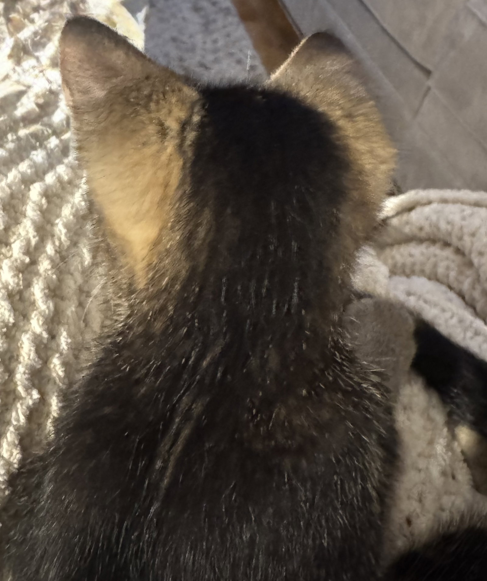 Chip (Chippy), photo 3