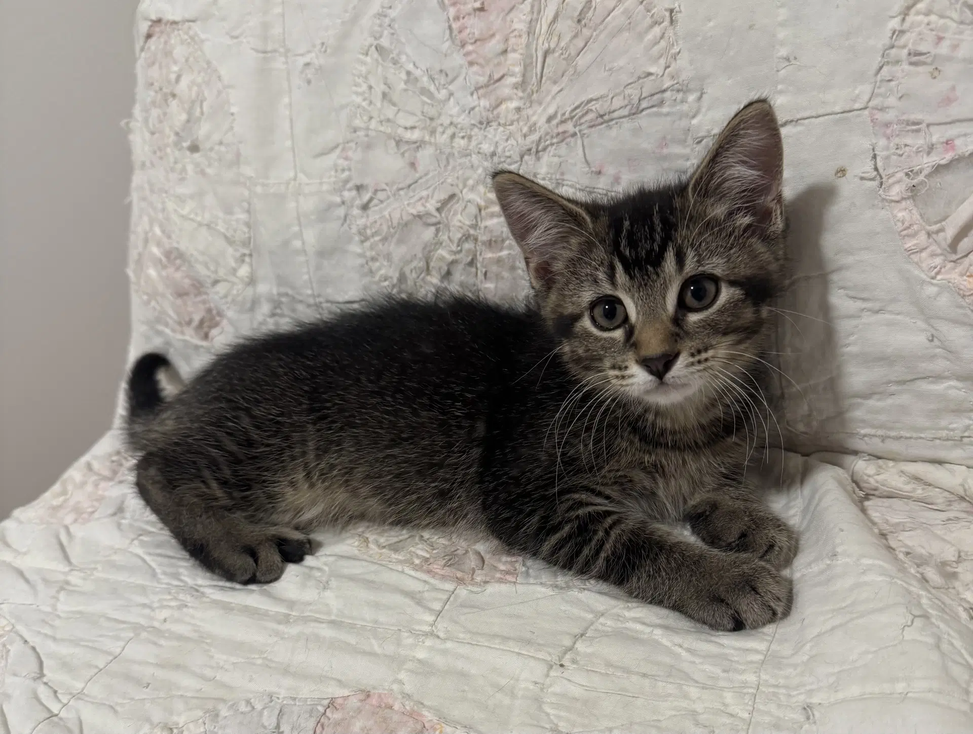 Dale - Domestic Short Hair