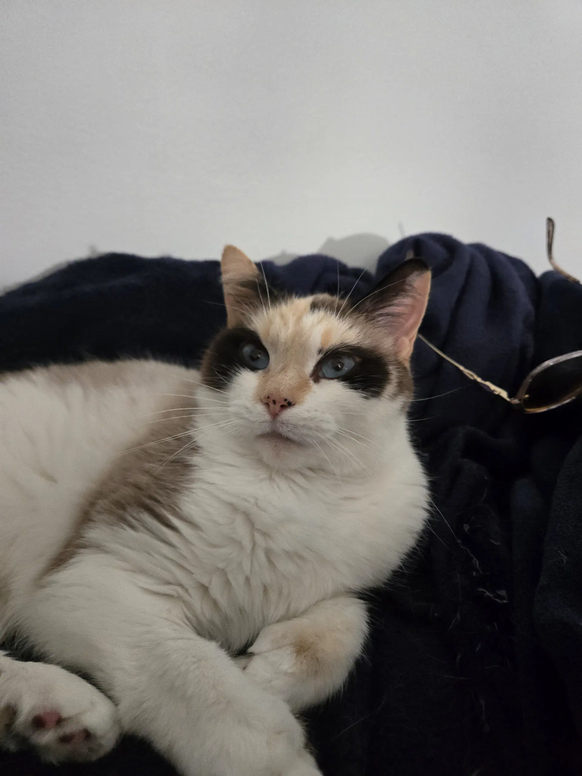 Arya image 4