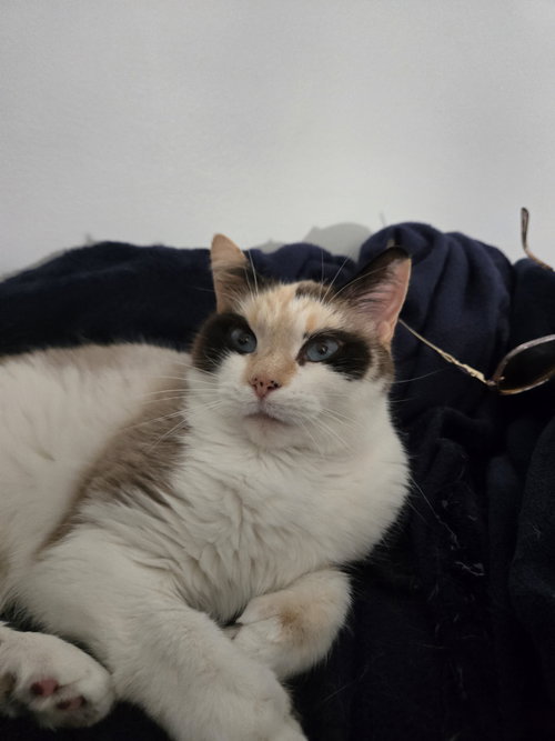 Photo 4 of Arya