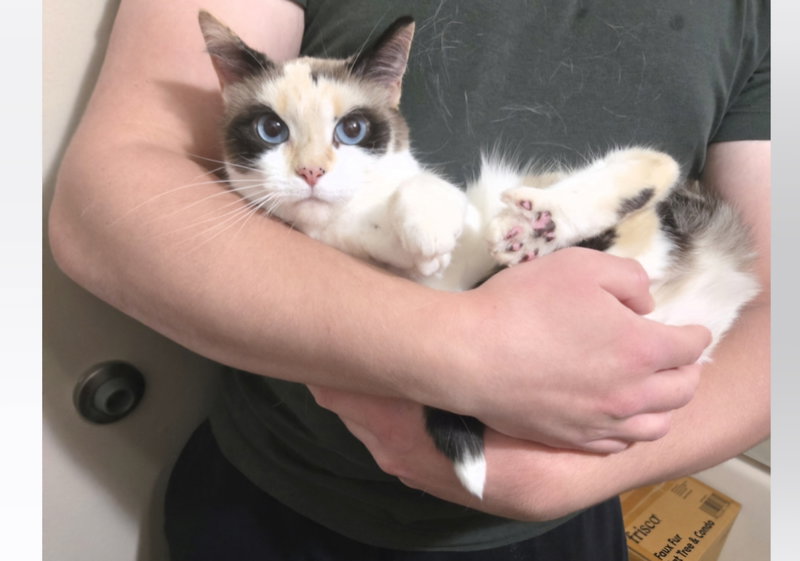 Arya, photo 4