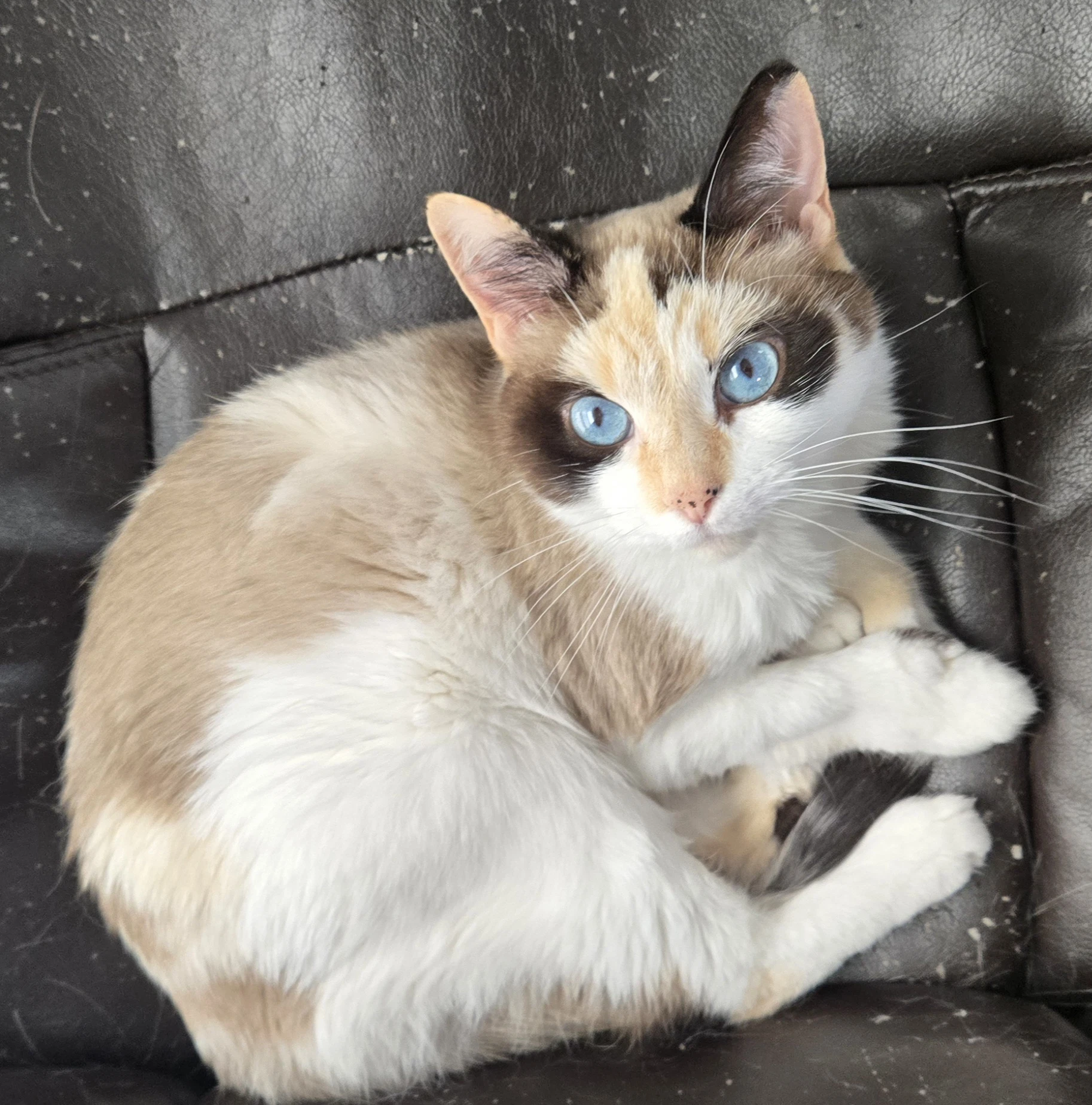 Arya