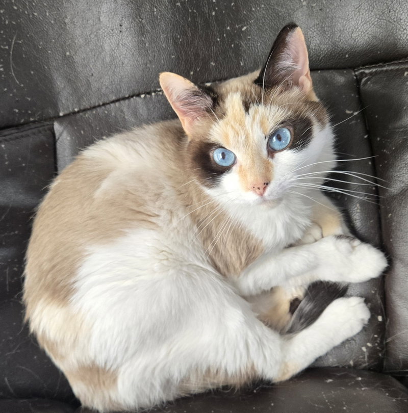 Arya, photo 2