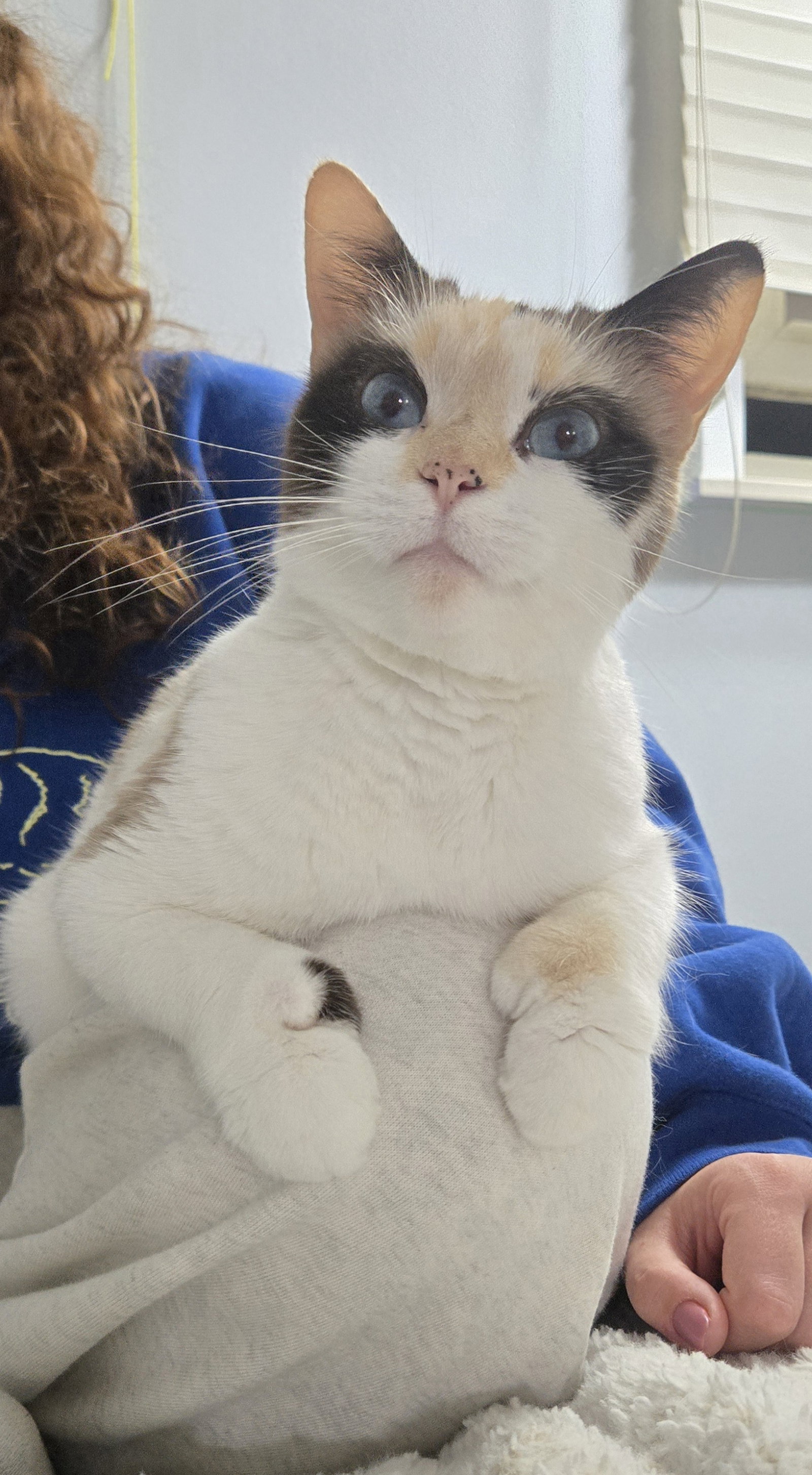Arya