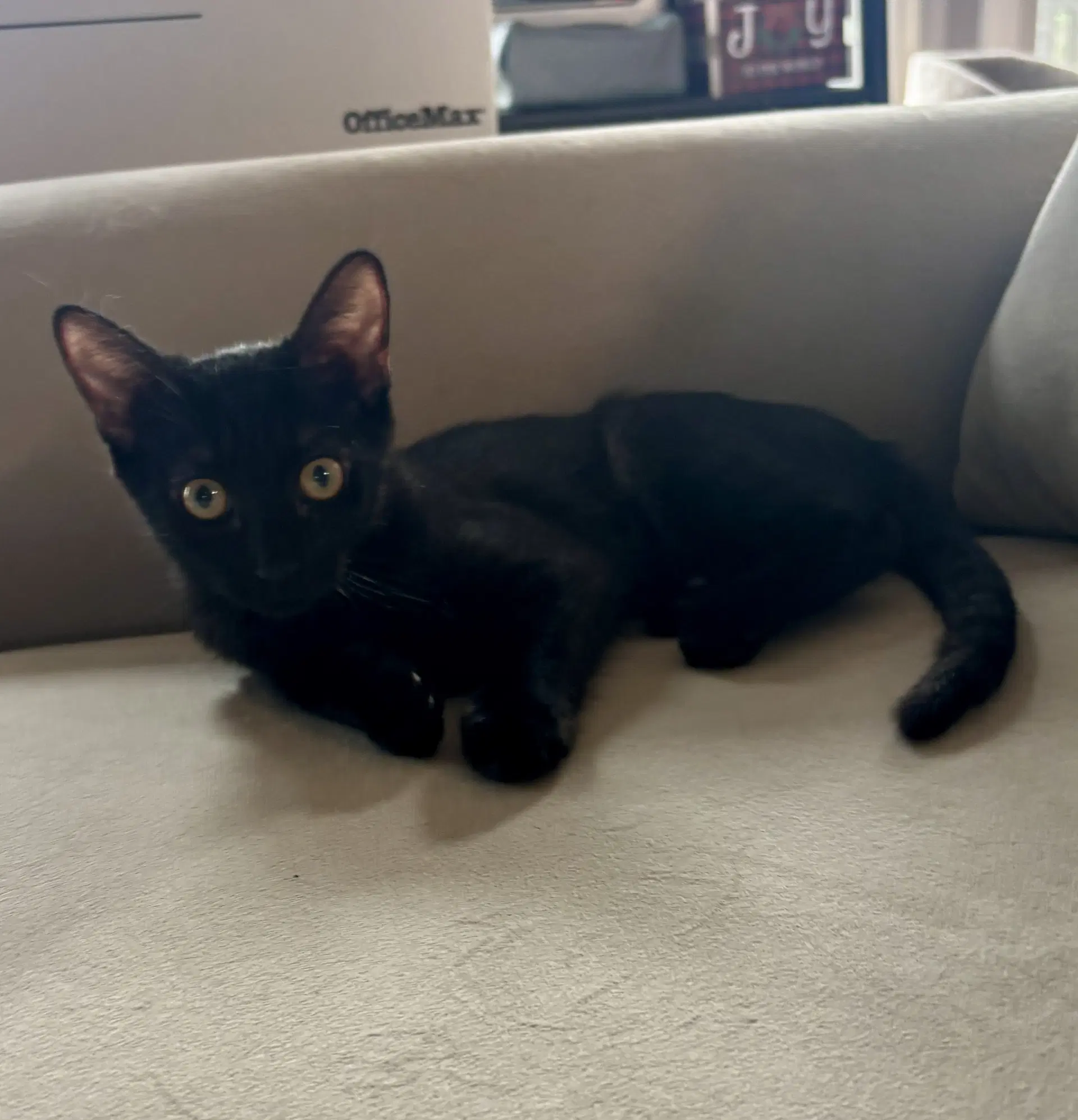Kellymust Be Adopted Wkonnie - Domestic Short Hair