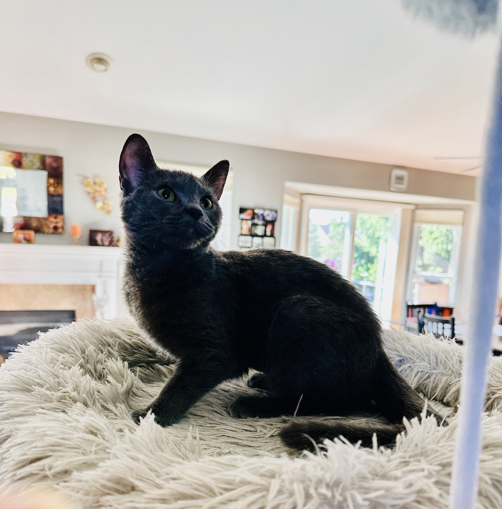 Kelly(must be adopted w/Konnie, photo 3