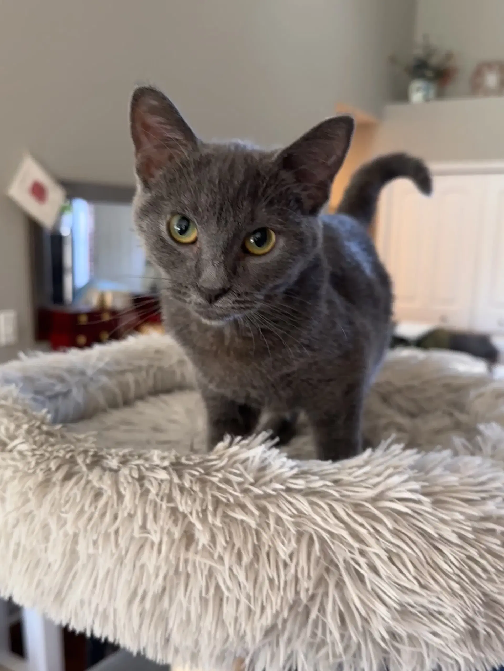 Konniemust Be Adopted Wkelly - Domestic Short Hair