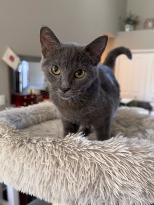 Photo 2 of Konnie(must be adopted w/Kelly)