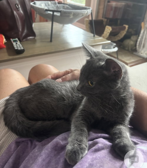 Konnie(must be adopted w/Kelly), a cat for adoption from For The Love Of Cats Rescue And Adoption