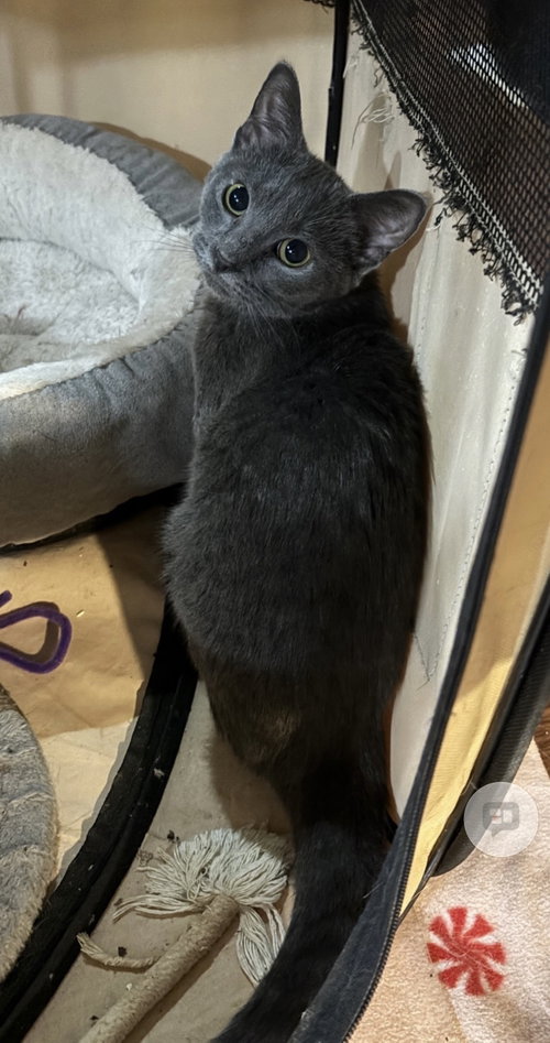 Photo 6 of Konnie(must be adopted w/Kelly)