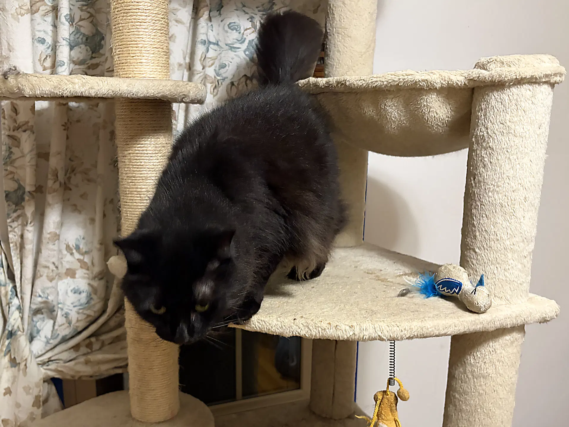 Rayven - Domestic Medium Hair