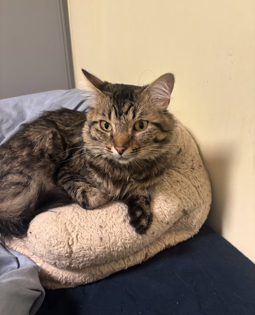 Benny, a cat for adoption from For The Love Of Cats Rescue And Adoption