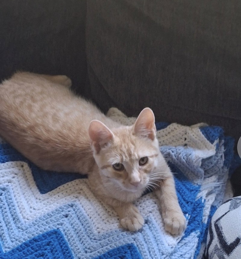 Hobbes, photo 5