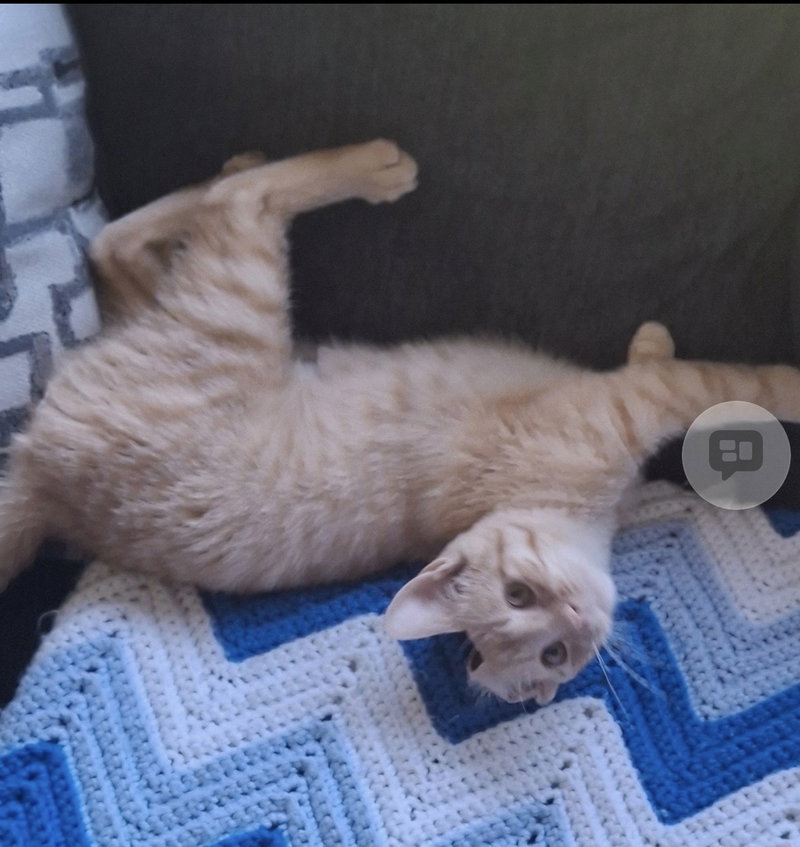 Hobbes, photo 6