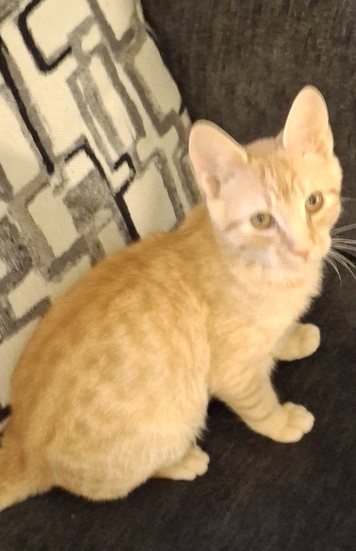 Hobbes, a cat for adoption from For The Love Of Cats Rescue And Adoption