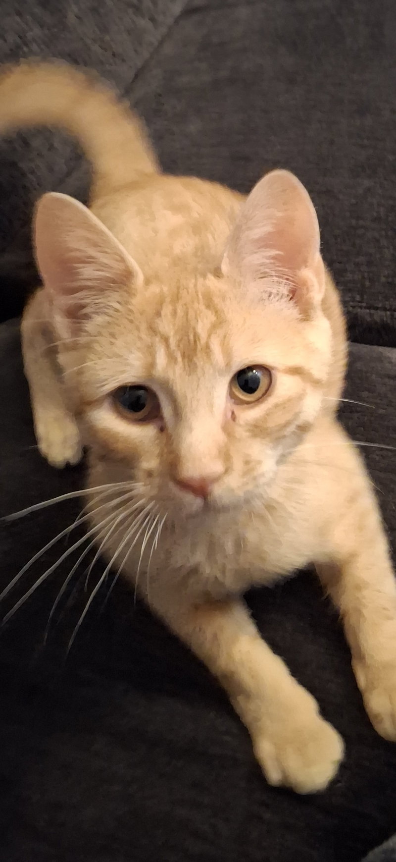 Hobbes, photo 3