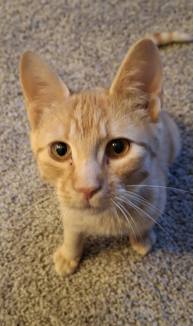 Hobbes, photo 2