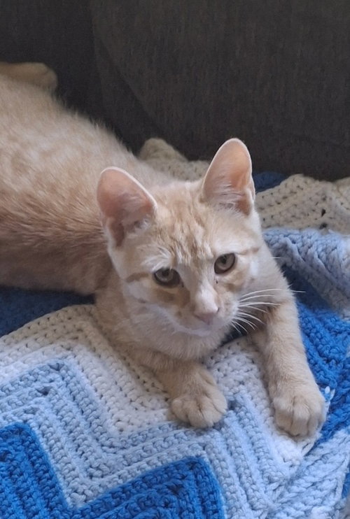 Photo 4 of Hobbes