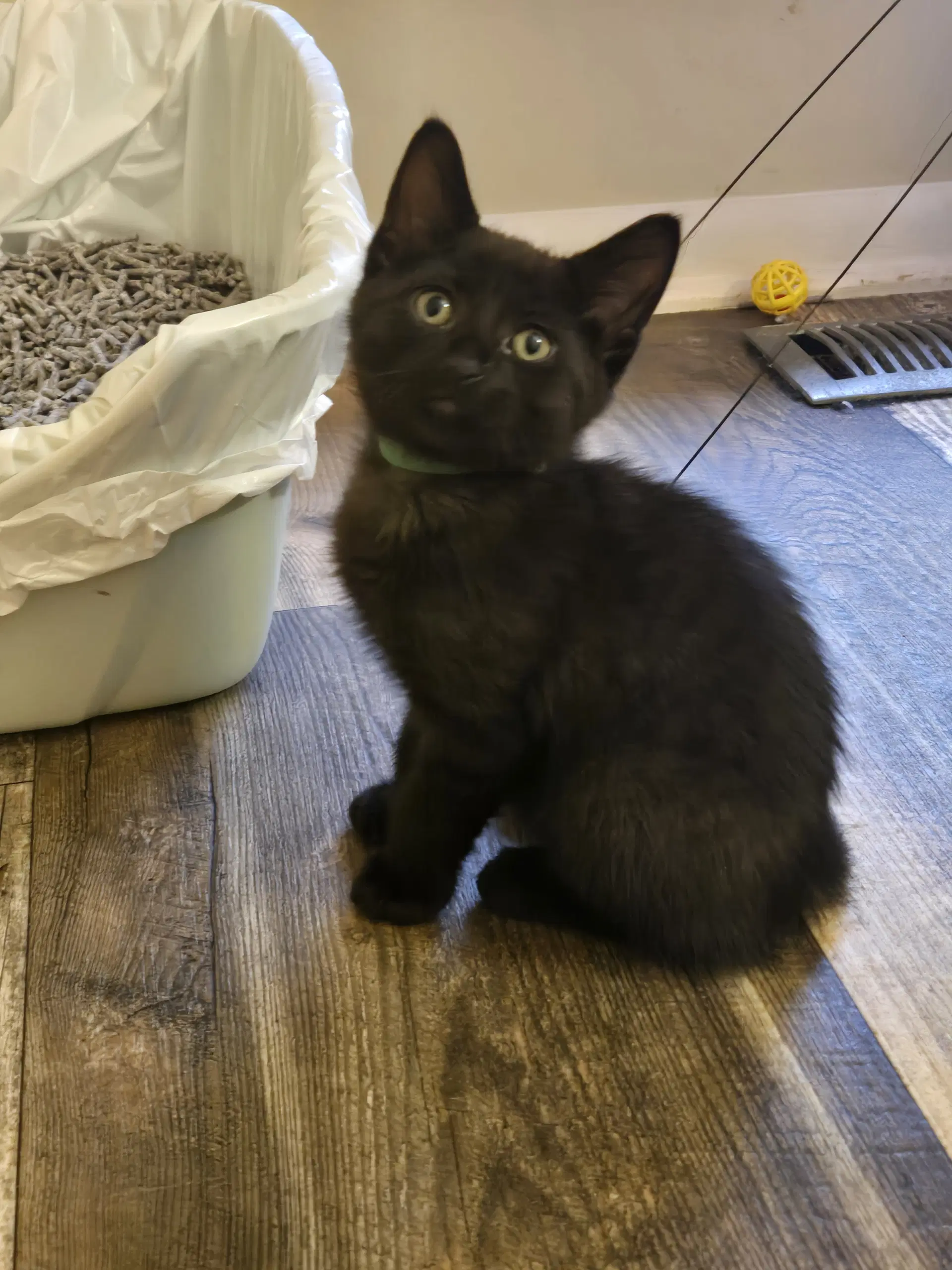 Ryder - Domestic Short Hair