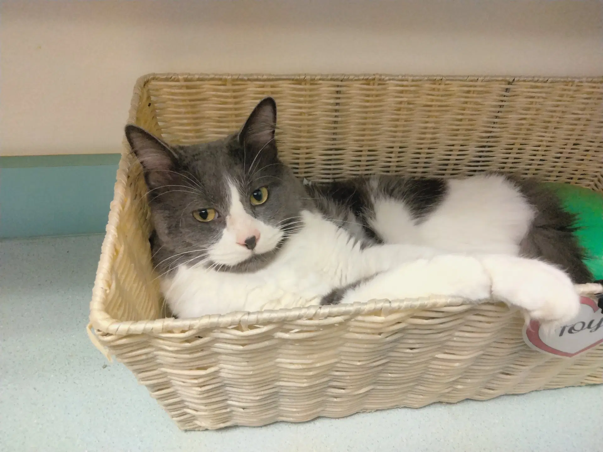 Moonlite - Domestic Short Hair