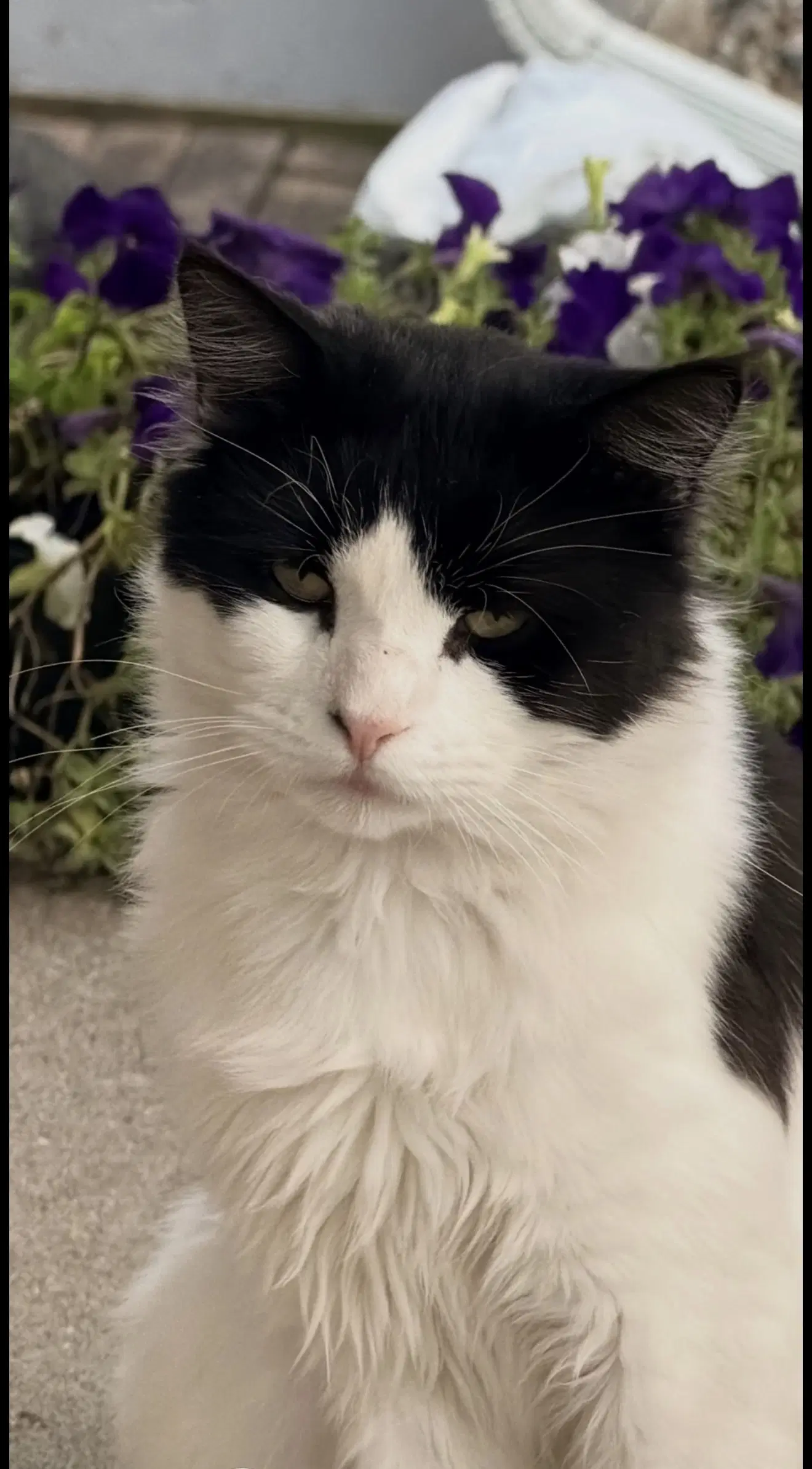 Whisky - Domestic Medium Hair