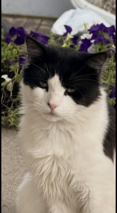 Whisky, a cat for adoption from For The Love Of Cats Rescue And Adoption