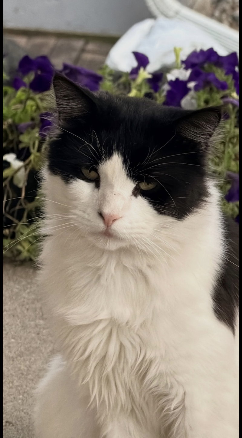 Whisky, a young male cat up for adoption