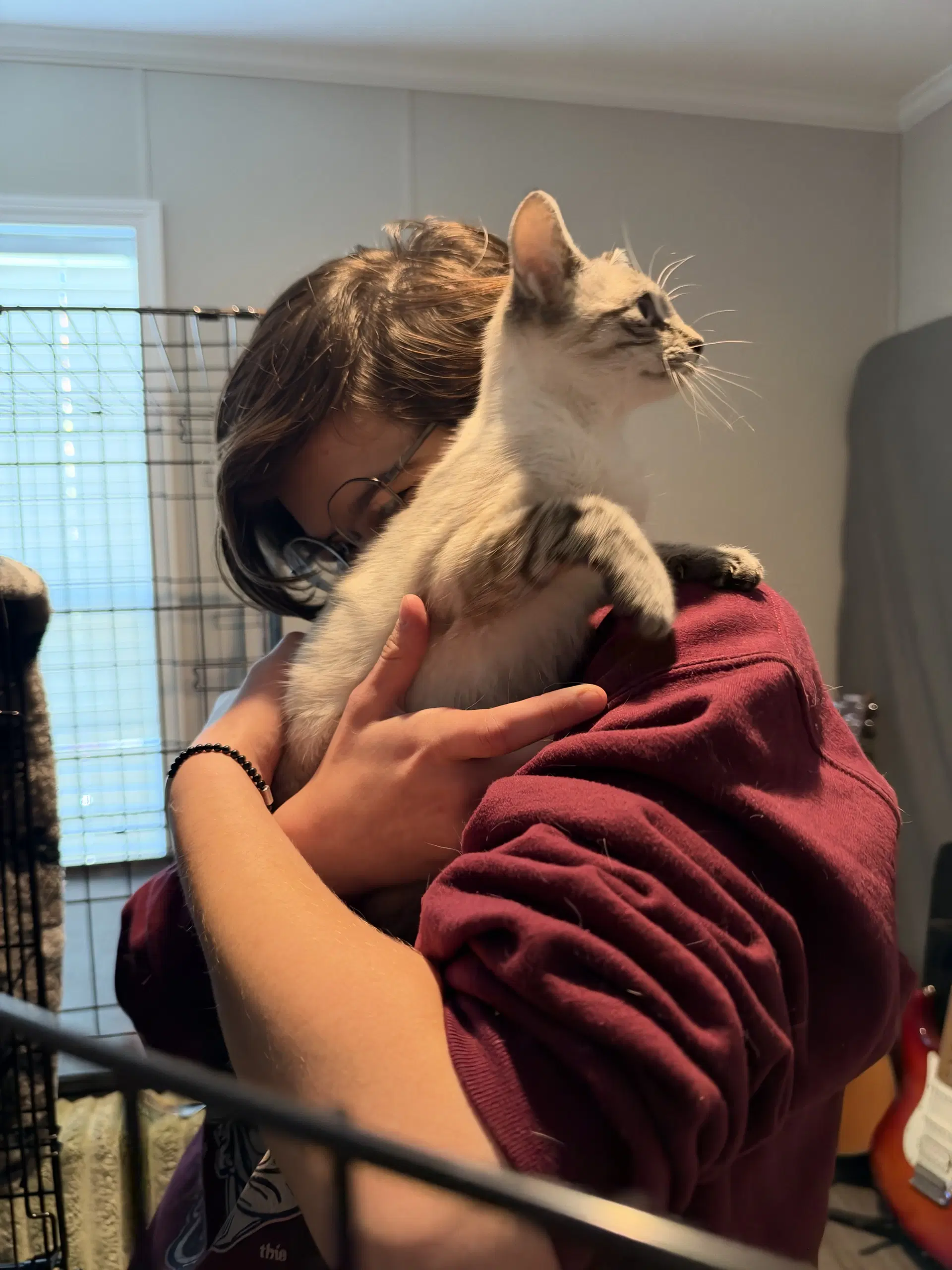 Armadillo - Domestic Short Hair