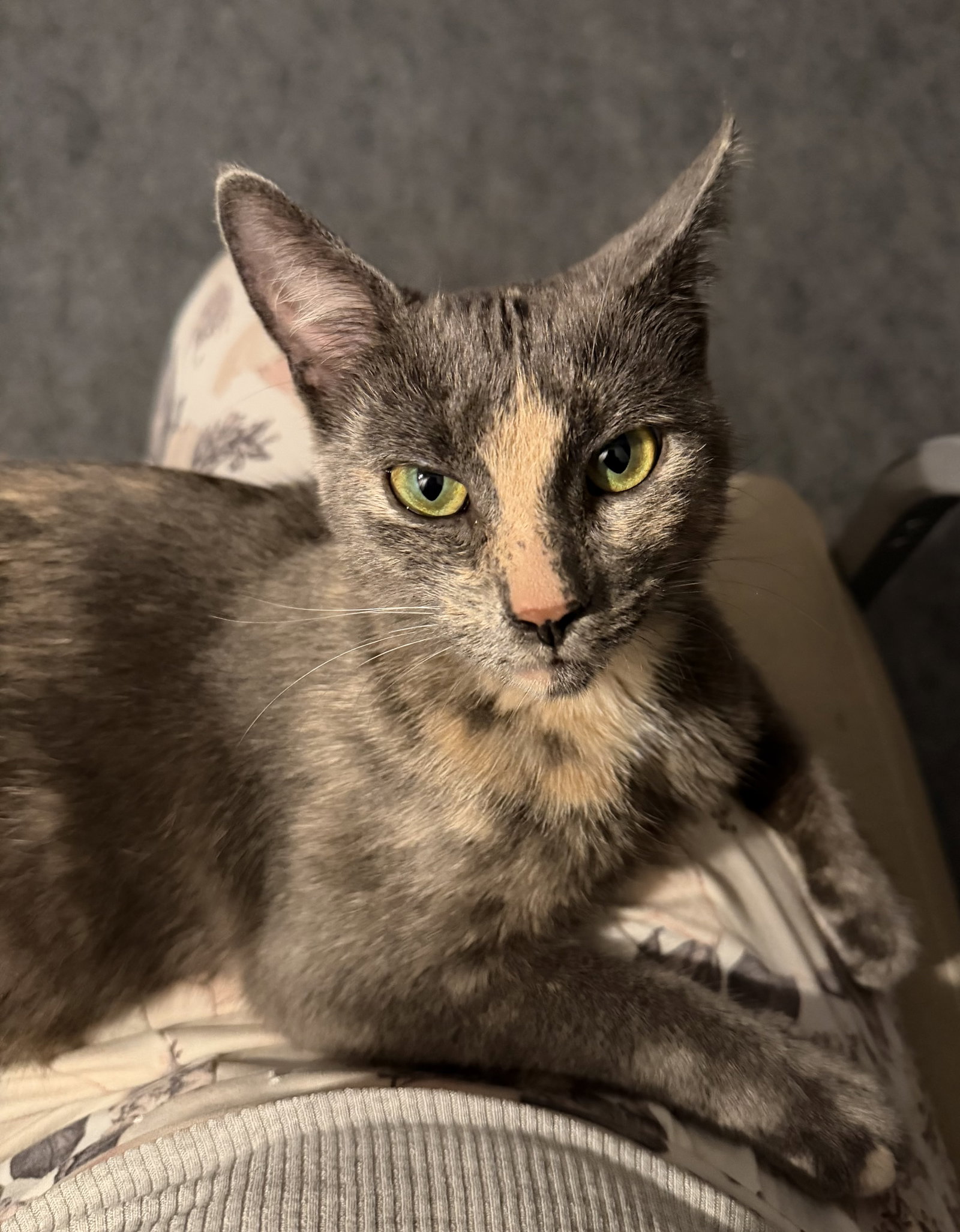 Luna Grace