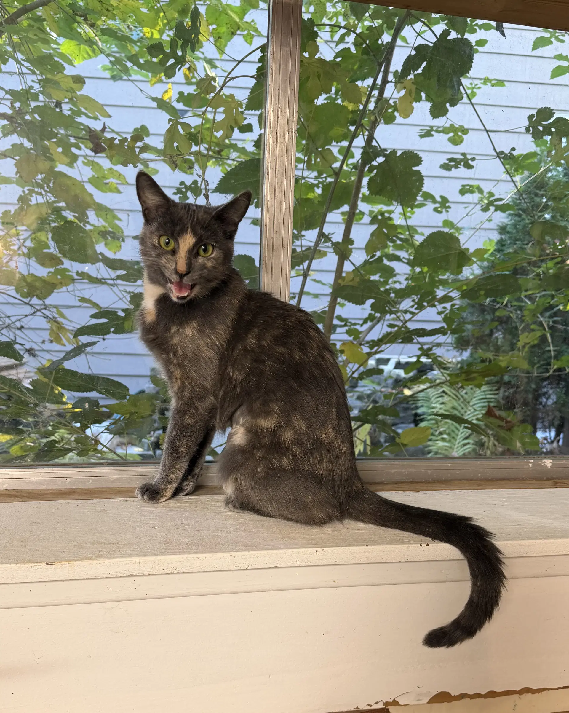 Luna Grace image 3