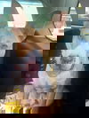 Chief
