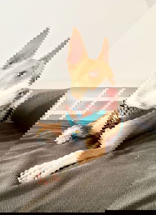 Chief
