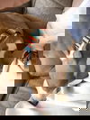 Chief