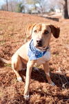 Cooper