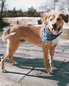 Cooper