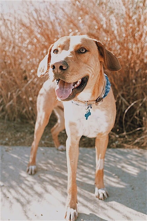 Cooper
