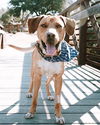 Cooper