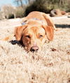 Cooper