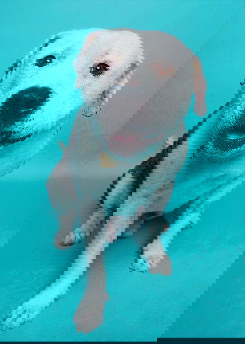 Mack