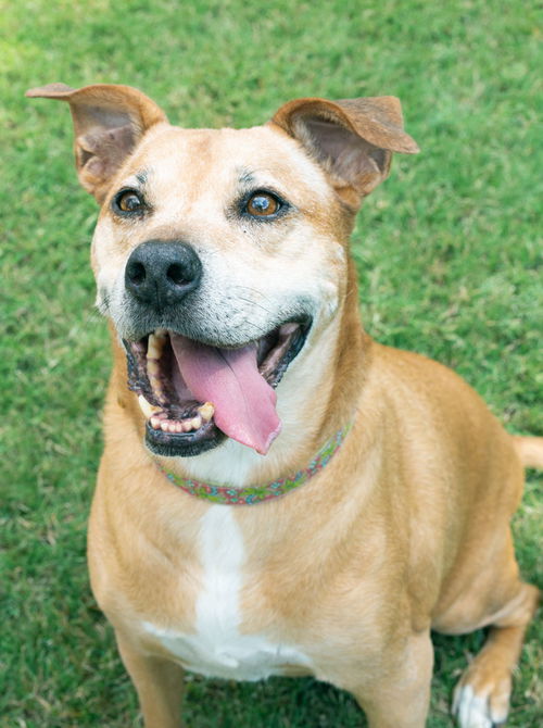 Roo
