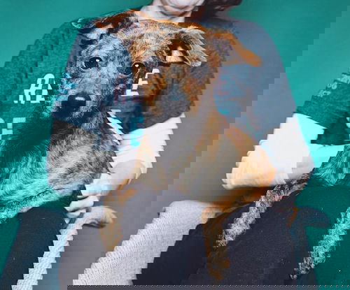 Yogi