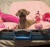 Zoey